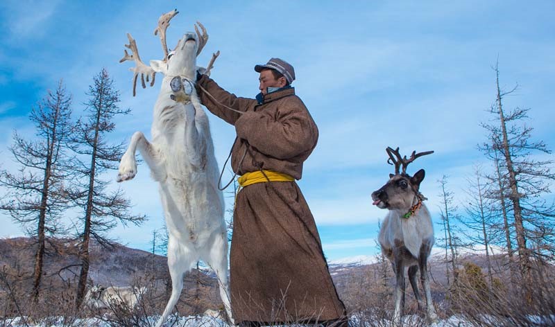 mongolia reindeer people 